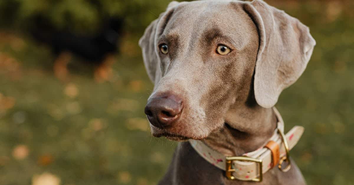 discover essential tips, resources, and advice for pet owners to ensure a happy and healthy life for your furry friends. from training and nutrition to health care and grooming, explore everything you need to be a responsible pet parent.